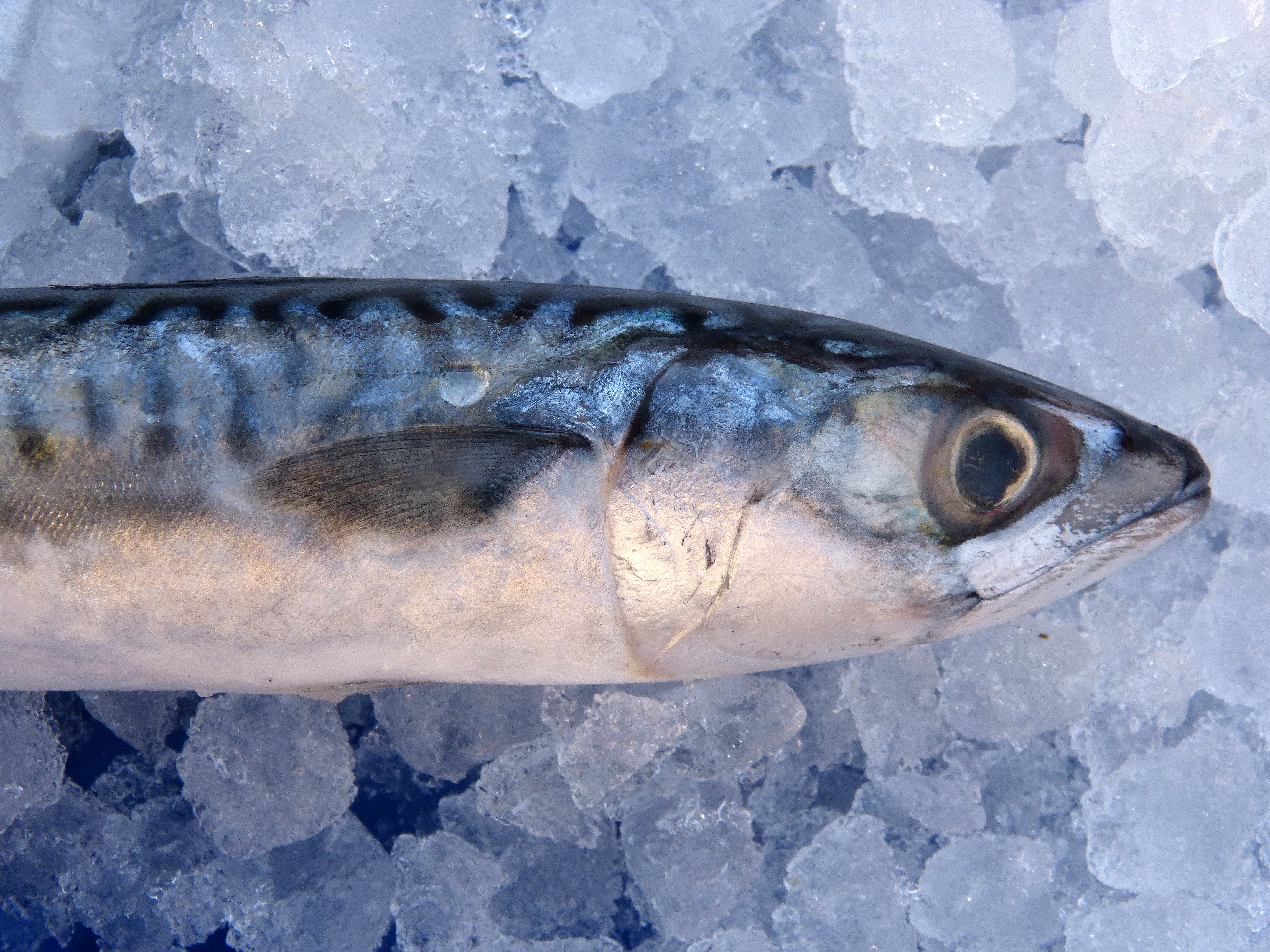 mackerel-1139778