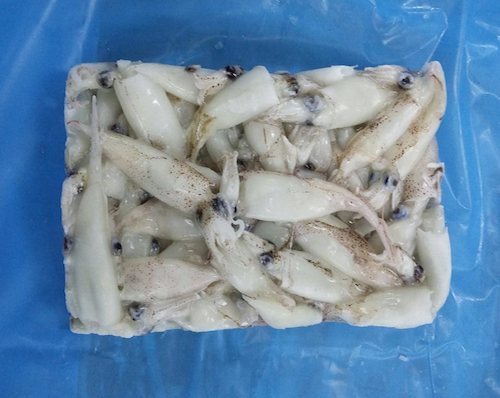 Squid