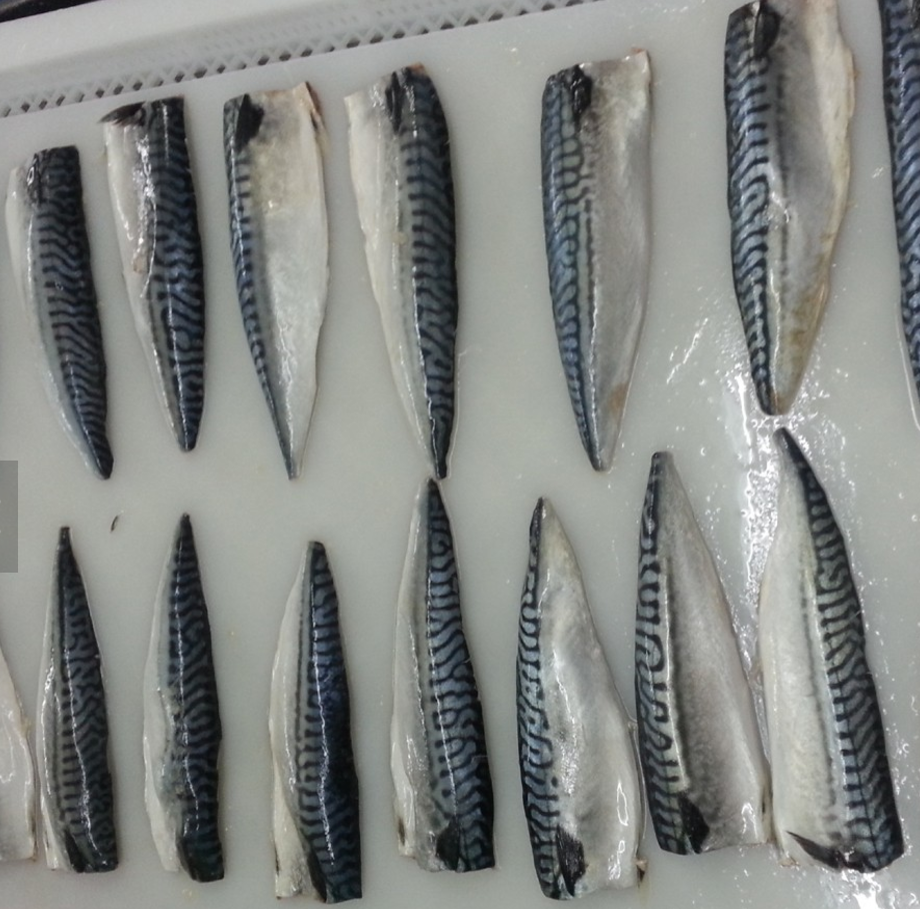 Mackerel