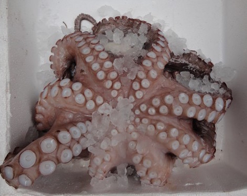 Octopus