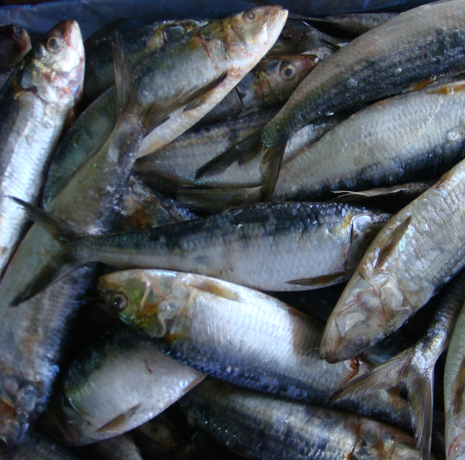 Sardinella